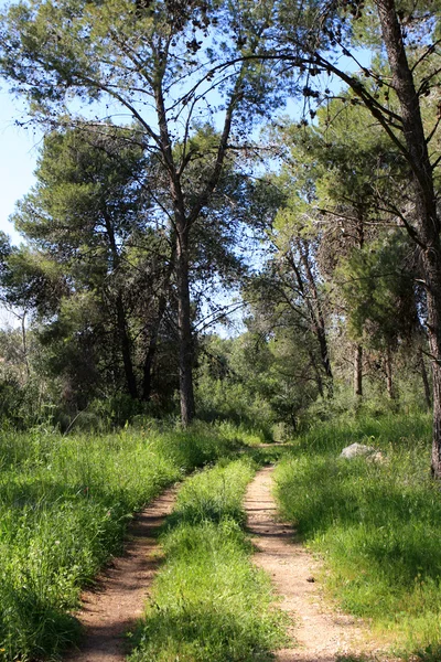 Route forestière — Photo
