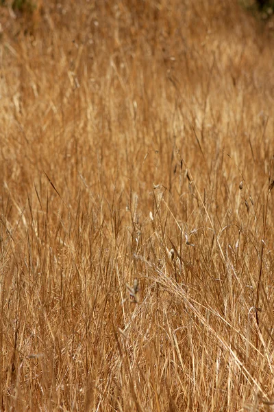 stock image Dry grass