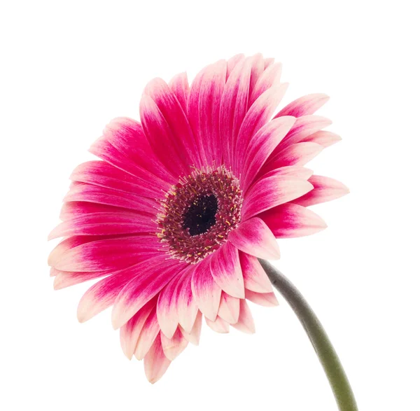 stock image Flower on white background