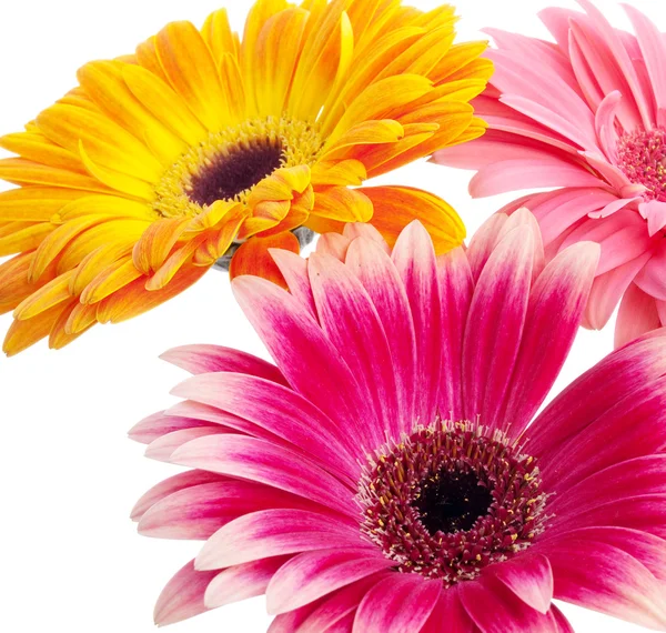 Flowers on white background — Stock Photo, Image