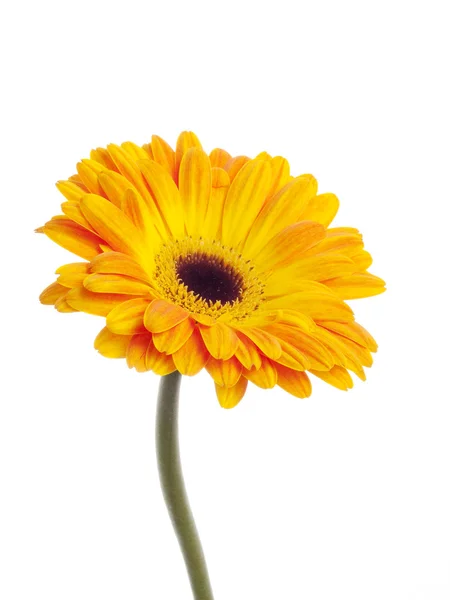 Flower on white background — Stock Photo, Image