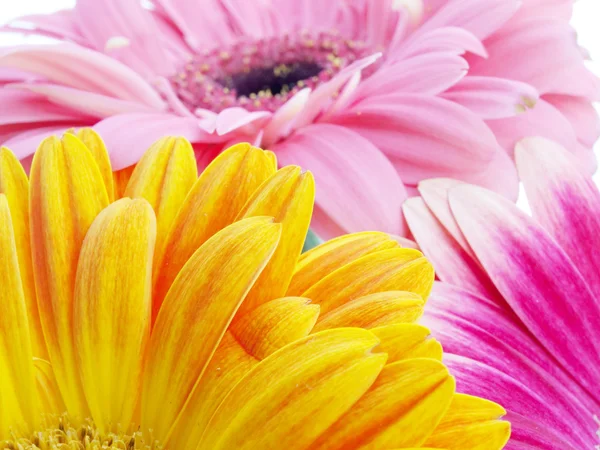 stock image Flowers on white background