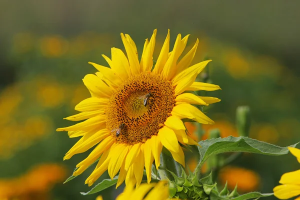 stock image Sunflower