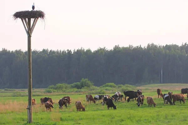 stock image Cows herd