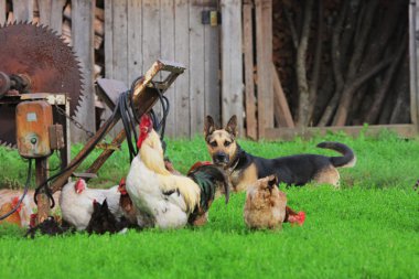 Rural landscape with farm animals. clipart