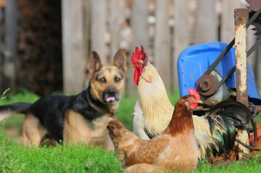 Rural landscape with farm animals. clipart