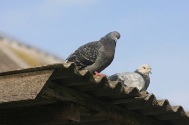 Çatıdaki güvercinler.