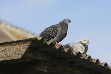 Pigeons on the roof. clipart