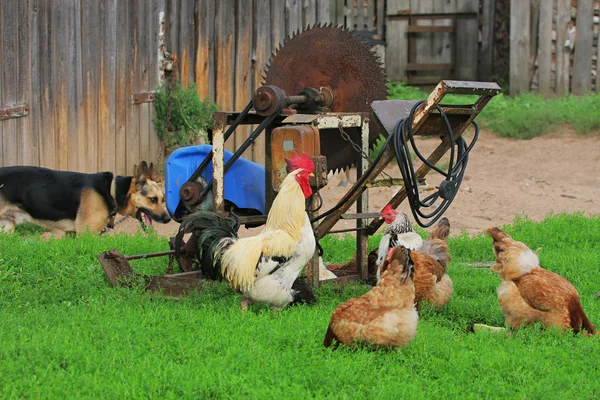 Paysage rural avec animaux de ferme . — Photo