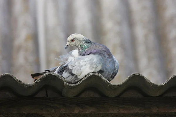 Pigeon sur le toit. — Photo