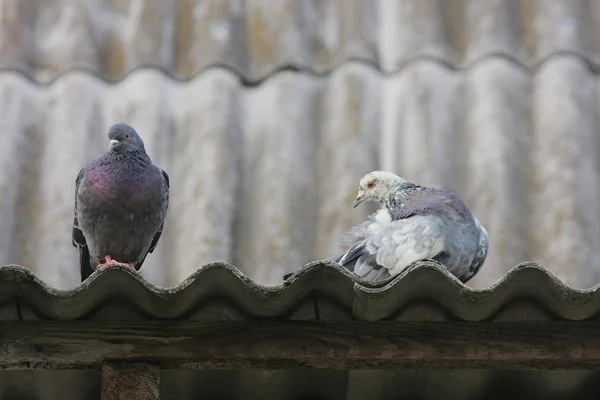 Pigeons sur le toit. — Photo