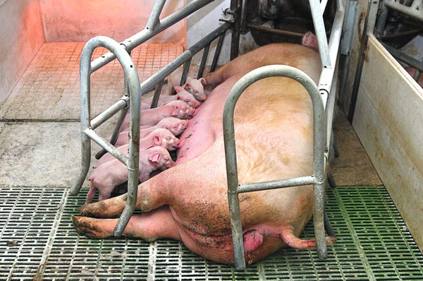 Дитиною свиней — стокове фото