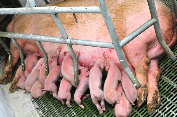 Baby Pigs — Stock Photo, Image