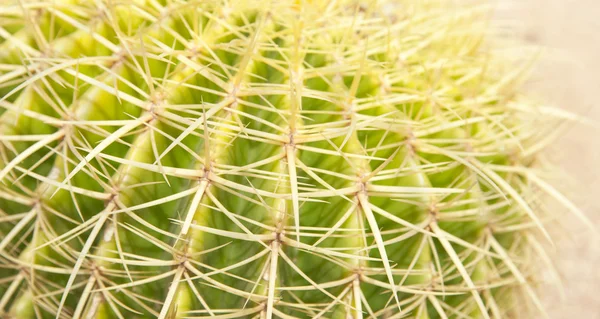 stock image Cactus