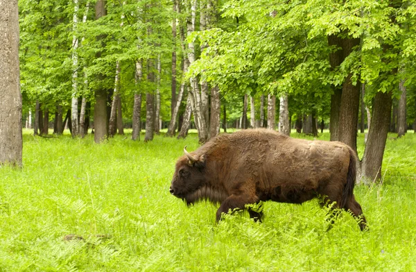 Bison — Stock Photo, Image
