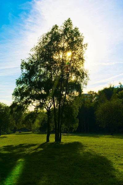 Green park with long shadows from setting sun — Stock Photo, Image
