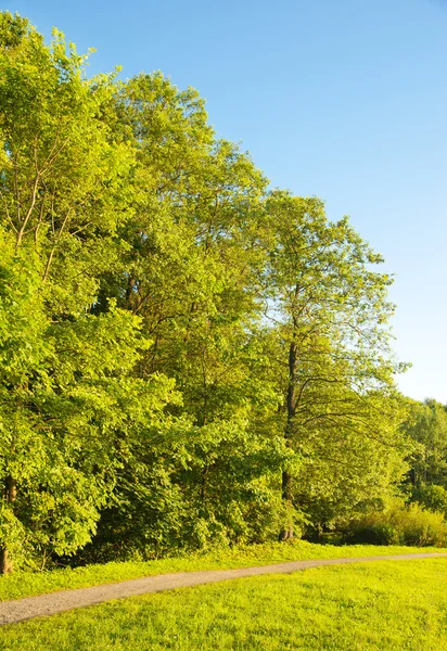 stock image Forest