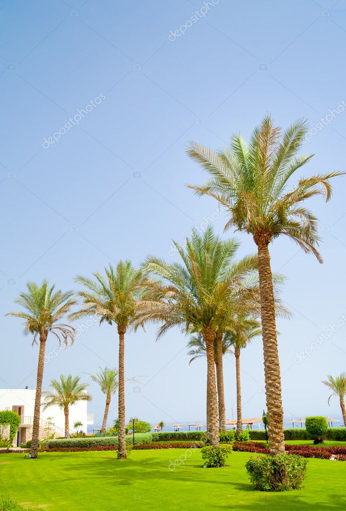 Palm trees in Egypt — Stock Photo © ProfStocker #3629888