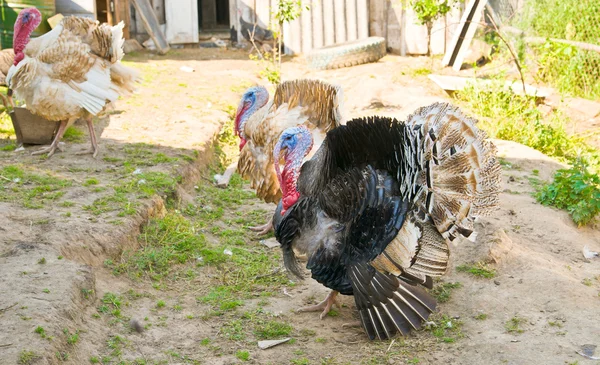Turkeys cock — Stock Photo, Image