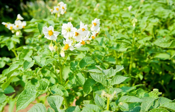 stock image Flowers