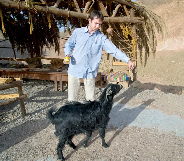 Young man feeding a goat — Stock Photo, Image