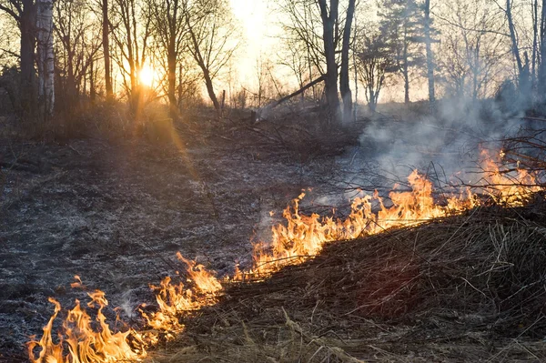 stock image Bushfire