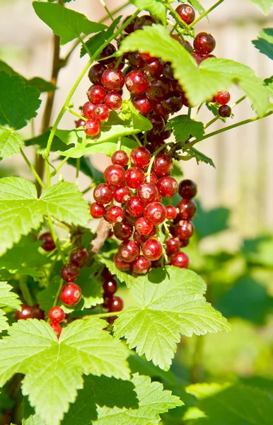 Red currant Stock Image