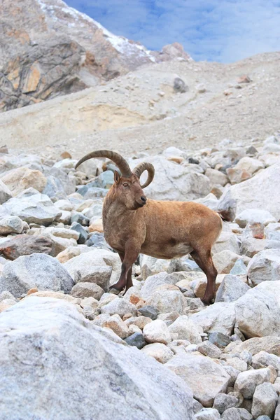 Líder das cabras de carga — Fotografia de Stock