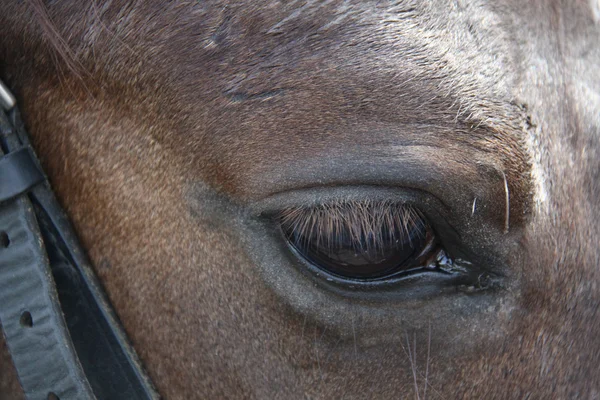 Eye of a black horse — Stock Photo, Image