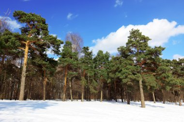 Winter forest clipart