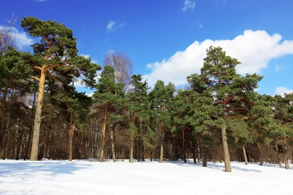 stock image Winter forest