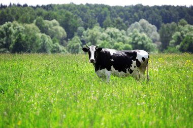 Cow in green field at rural area clipart