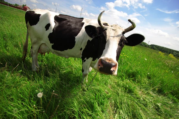Vaca en campo verde en el área rural — Foto de Stock