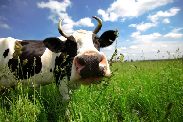 Lustige Kuh im grünen Feld — Stockfoto