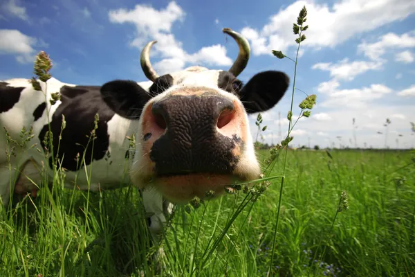 Grappige koe in groene veld — Stockfoto