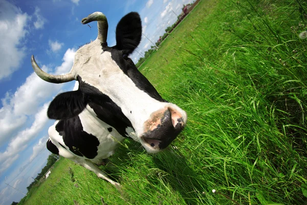 Kráva v zeleném poli na venkovské oblasti — Stock fotografie