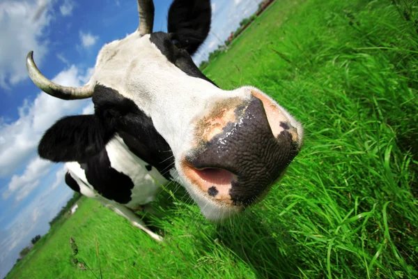 Vache dans un champ vert en zone rurale — Photo