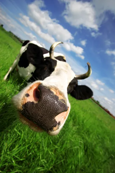 Grappige koe in groene veld — Stockfoto