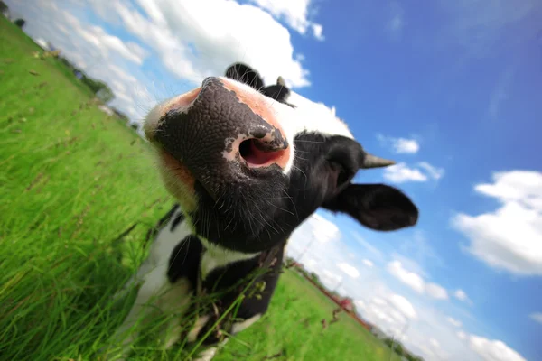 Funny kráva v zeleném poli — Stock fotografie