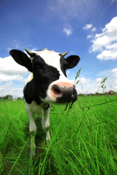 Корова на зеленом поле в сельской местности — стоковое фото