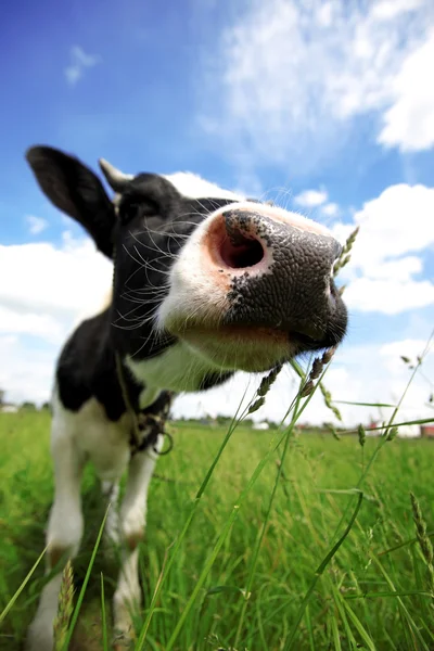 Funny cow in green field — Stock Photo, Image