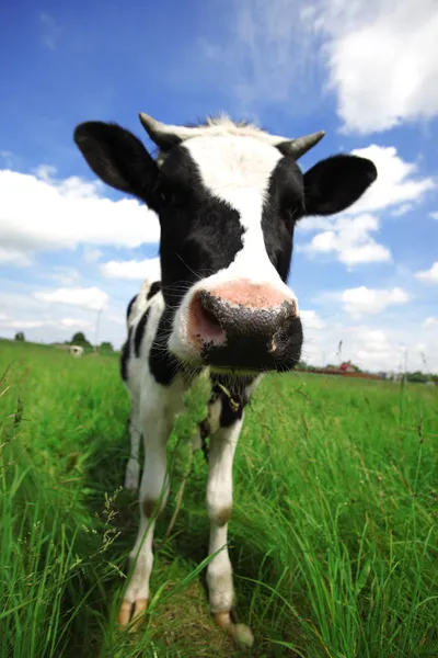 Vaca en campo verde en el área rural — Foto de Stock