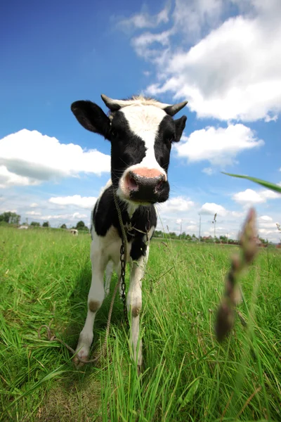Корова на зеленом поле в сельской местности — стоковое фото