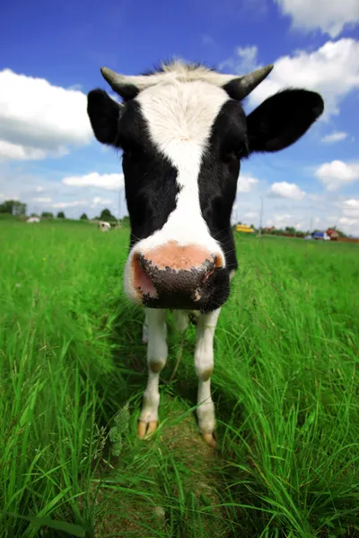 Funny cow in green field at rural area — Stock Photo, Image