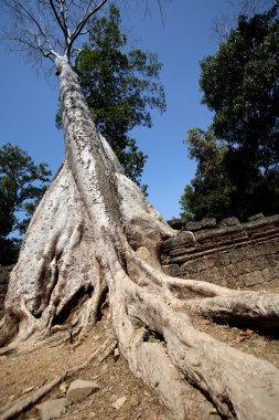 ormanda angkor wat