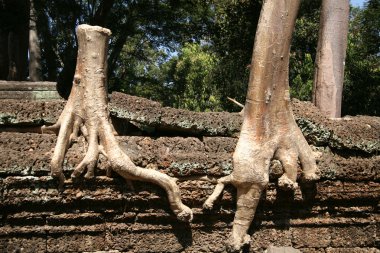 ormanda angkor wat