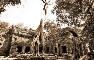 ormanda angkor wat