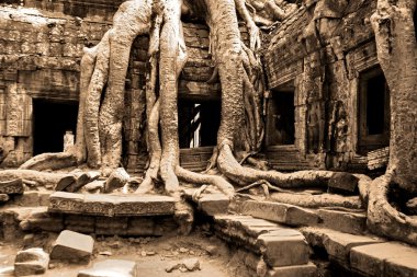 ormanda angkor wat