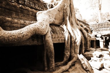 ormanda angkor wat