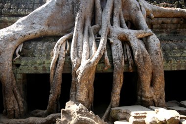 ormanda angkor wat